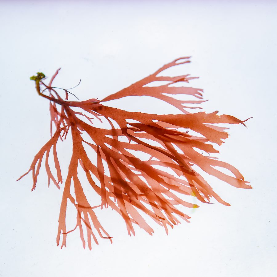 La Dulse