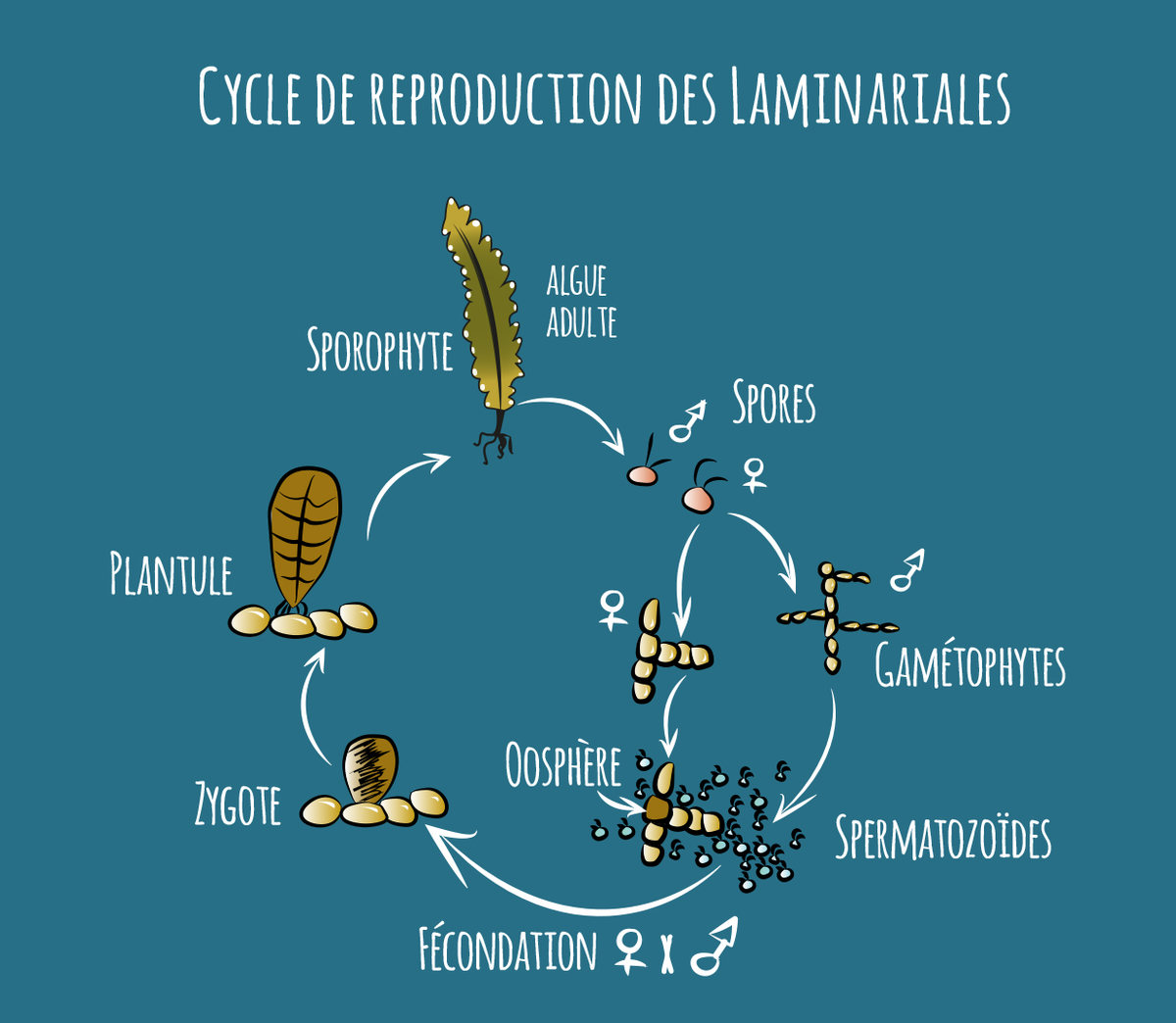 Schéma du cycle de reproduction des algues laminaires