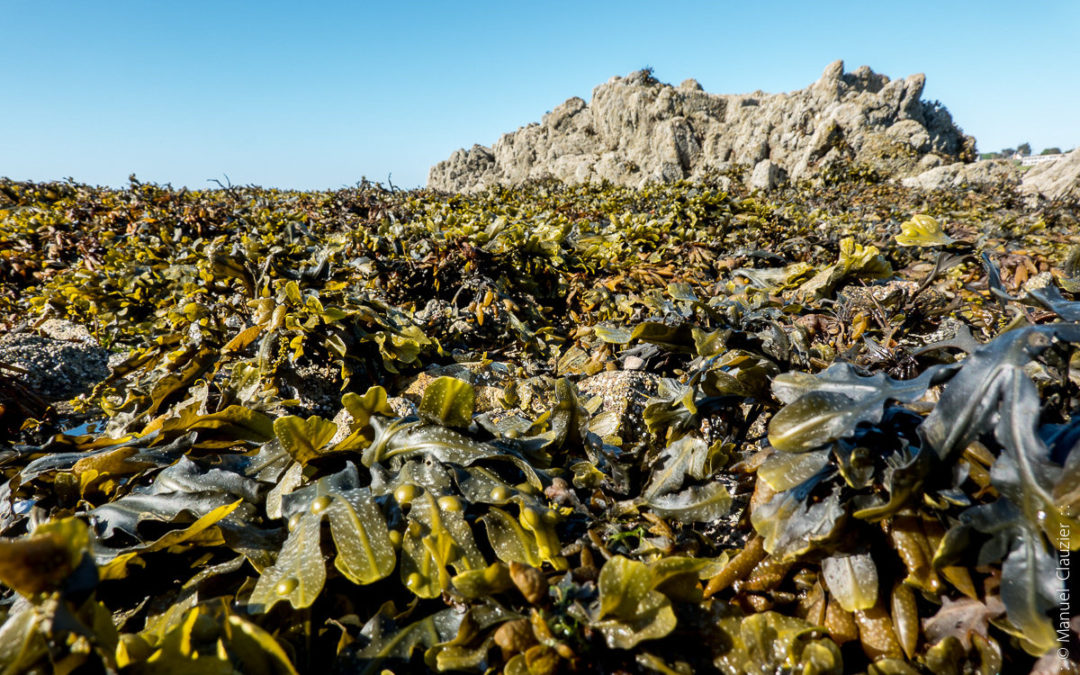 Laisse de mer